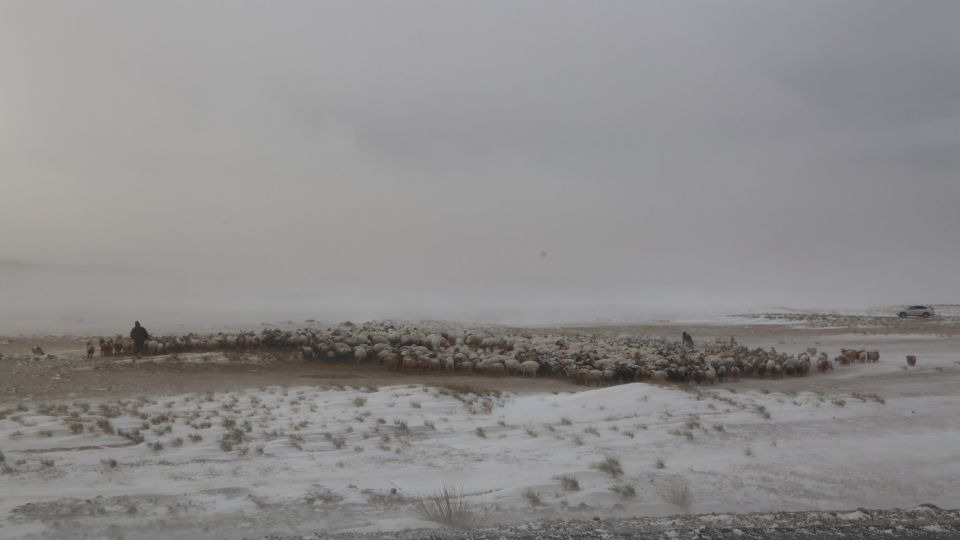 Малдаа яваад сураггүй болсон иргэдийг эсэн мэнд олжээ